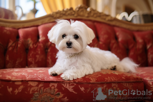 Photo №1. bichon maltais - à vendre en ville de Airlie Beach | Gratuit | Annonce №108700