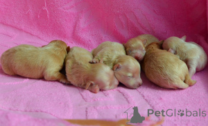 Photo №2 de l'annonce № 167463 de la vente maltipu - acheter à Ukraine de la fourrière