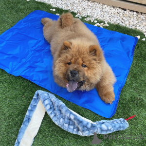 Photo №1. chow-chow - à vendre en ville de Aqua | 630€ | Annonce №172214