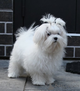 Photo №2 de l'annonce № 151863 de la vente bichon maltais - acheter à Ukraine 