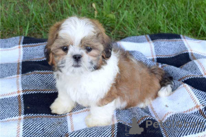 Photo №1. shih tzu - à vendre en ville de Aalst | 350€ | Annonce №124190