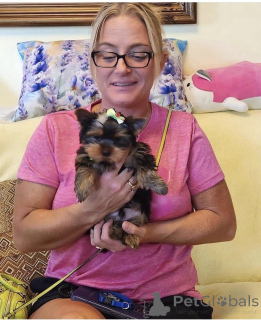 Photo №1. yorkshire terrier - à vendre en ville de Berlin | négocié | Annonce №154911