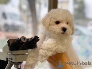 Photo №1. bichon à poil frisé - à vendre en ville de Ville de Londres | 700€ | Annonce №165566