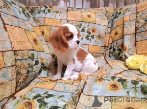 Photo №1. cavalier king charles spaniel - à vendre en ville de Tbilissi | négocié | Annonce №172150