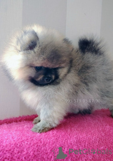 Photo №2 de l'annonce № 163156 de la vente chien bâtard - acheter à Georgia annonce privée, de la fourrière, éleveur