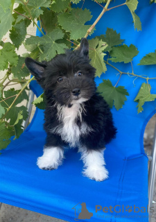 Photo №4. Je vais vendre chien chinois à crête en ville de Zrenjanin. éleveur - prix - négocié