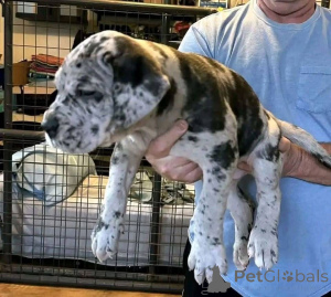 Photo №4. Je vais vendre cane corso en ville de Aalborg. annonce privée, éleveur - prix - 1€