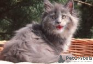 Photo №1. maine coon - à vendre en ville de Фискари | Gratuit | Annonce № 128593