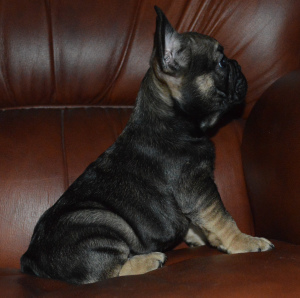 Photo №3. Chiot bouledogue français. Biélorussie