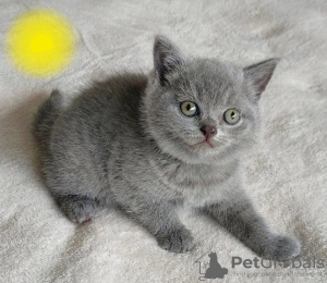 Photo №1. british shorthair - à vendre en ville de Berlin | négocié | Annonce № 87383