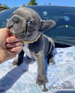 Photo №1. bouledogue - à vendre en ville de Helsinki | 450€ | Annonce №123821