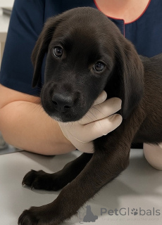 Photo №1. chien bâtard - à vendre en ville de Rivière moscou | Gratuit | Annonce №158392