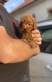 Photos supplémentaires: Chiots caniches miniatures