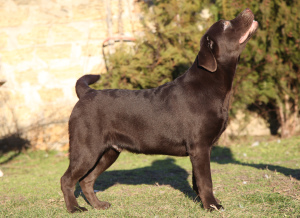 Photo №4. Je vais vendre labrador retriever en ville de Kherson. éleveur - prix - 800€