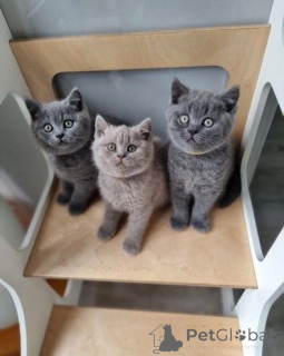 Photo №1. british shorthair - à vendre en ville de Jaune | 400€ | Annonce № 176485