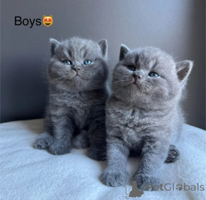 Photo №1. british shorthair - à vendre en ville de Fermer | négocié | Annonce № 168802