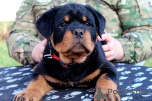 Photo №1. rottweiler - à vendre en ville de Bobruisk | 938€ | Annonce №131977