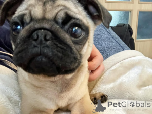 Photo №2 de l'annonce № 140568 de la vente  - acheter à Allemagne 