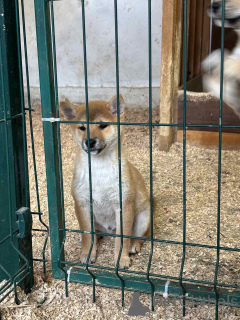 Photo №4. Je vais vendre shiba en ville de Zrénjanin.  - prix - négocié