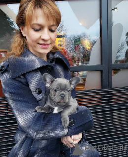 Photo №1. bouledogue - à vendre en ville de Cologne | 360€ | Annonce №127362