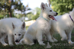 Photos supplémentaires: Chiots Berger Blanc Suisse à vendre