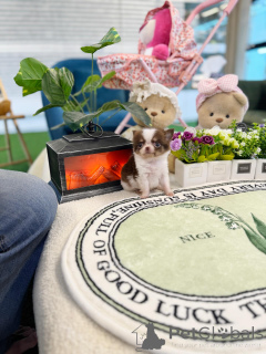 Photo №3. Charmants chiots Chihuahua, parfaits petits compagnons. Allemagne