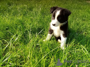 Photos supplémentaires: Adorables chiots Border Collie à adopter gratuitement