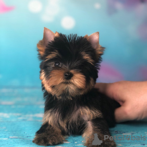 Photo №2 de l'annonce № 42916 de la vente yorkshire terrier - acheter à Allemagne annonce privée