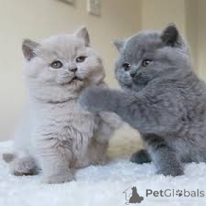Photo №1. british shorthair - à vendre en ville de Vienne | 500€ | Annonce № 163486