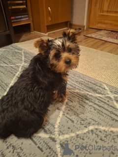 Photo №3. Chiot Yorkie.. La Lettonie