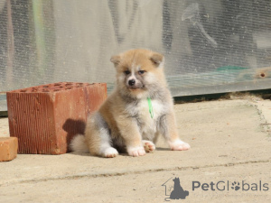 Photo №2 de l'annonce № 136293 de la vente akita (chien) - acheter à Serbie 