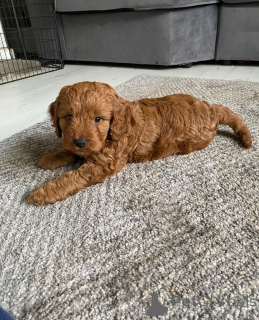 Photo №1. chien bâtard - à vendre en ville de Zrenjanin | 1200€ | Annonce №139808