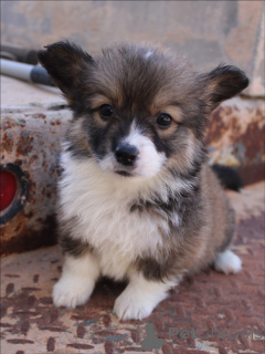 Photo №1. welsh corgi - à vendre en ville de Karlsruhe | négocié | Annonce №159376