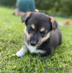 Photo №1. welsh corgi - à vendre en ville de Ipswich | 600€ | Annonce №75579