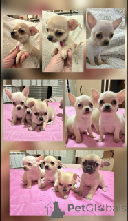 Photo №1. chihuahua - à vendre en ville de Zrénjanin | négocié | Annonce №165320