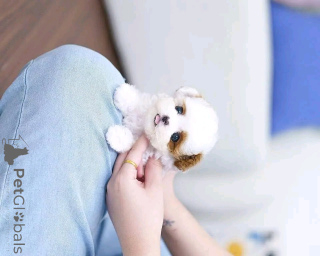 Photo №1. shih tzu - à vendre en ville de Флорида Сити | 531€ | Annonce №139164