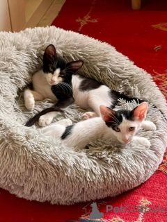 Photo №1. persan - à vendre en ville de Helsinki | 550€ | Annonce № 163742