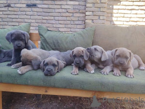 Photo №3. Cane Corso Puppy Top-Class Puppy. Serbie