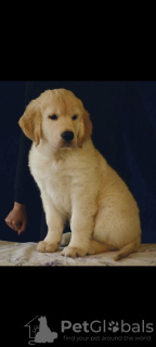 Photo №3. Chiot golden retriever. Fédération de Russie