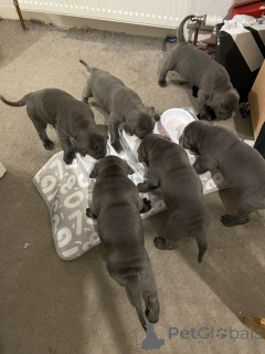 Photo №1. cane corso - à vendre en ville de Mauvais münsteerefel | négocié | Annonce №166369