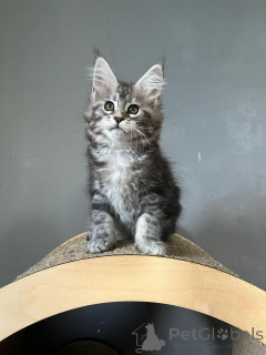 Photo №3. Superbes chatons du Maine Coon. Allemagne