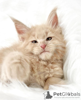 Photo №3. Maine coon. USA