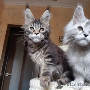 Photo №1. maine coon - à vendre en ville de Aberdeen | négocié | Annonce № 146001