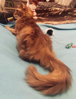 Photo №4. Je vais vendre chat de gouttière en ville de Saint-Pétersbourg. annonce privée - prix - 1€