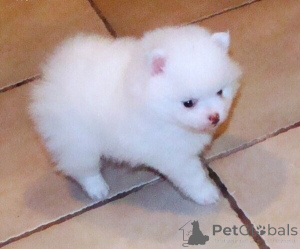 Photo №1. spitz nain - à vendre en ville de Limerick | négocié | Annonce №170366