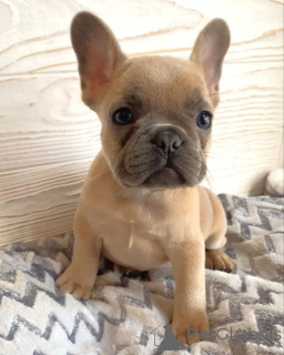 Photo №1. bouledogue - à vendre en ville de Augsbourg | négocié | Annonce №168394