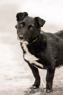 Photo №4. Je vais vendre chien bâtard en ville de Rivière moscou. annonce privée, de l'abri - prix - Gratuit