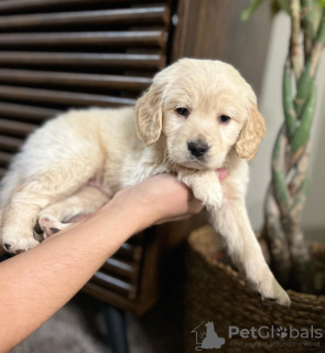 Photo №2 de l'annonce № 43822 de la vente golden retriever - acheter à USA annonce privée