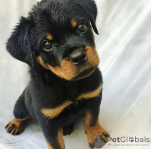 Photo №1. rottweiler - à vendre en ville de Wrocław | négocié | Annonce №47083