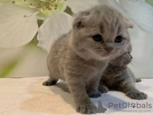 Photo №1. scottish fold - à vendre en ville de Мюнхен-Флугхафен | 380€ | Annonce № 118358